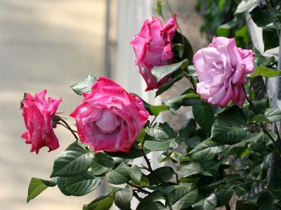Double Delight Roses WSVG