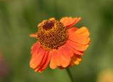 Sneezeweed