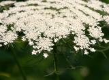 Queen Anns Lace