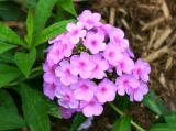 Pink Phlox