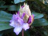 Budding Rhododendron