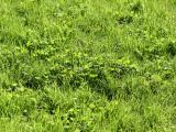May Clover & Grass