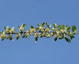 Unknown Tree Blossoms