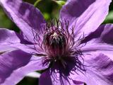 Clematis