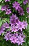 Clematis Vine