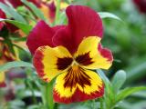 Pansies