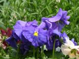Pansies