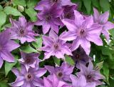 Clematis