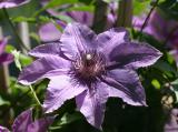 Clematis