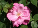 Rose WSP