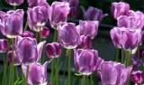 Violet Tulips