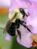 Bee on a Rhododendron Blossom WSVG