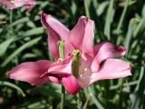 Pink Tulip WSP