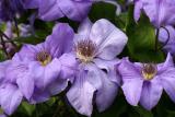 Clematis