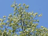 Black Locust Tree Blossoms