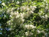 Black Locust Tree Blossoms