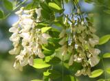 Black Locust Tree Blossoms