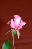 Rose Bud