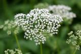 Queen Anns Lace WSP