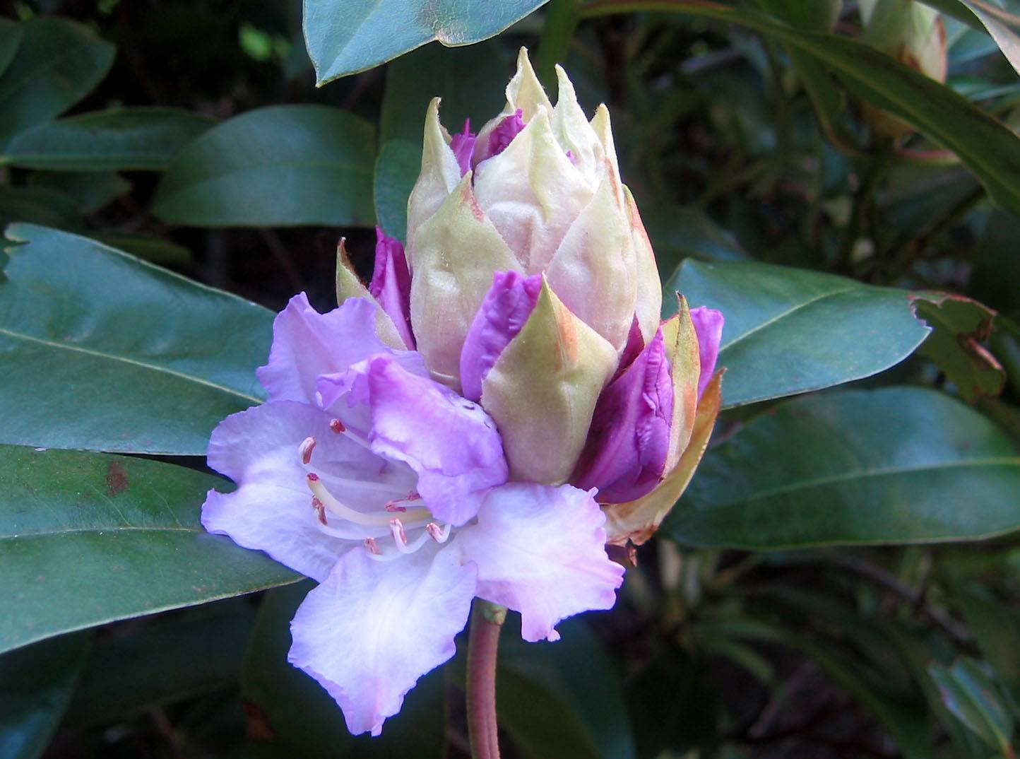 Budding Rhododendron