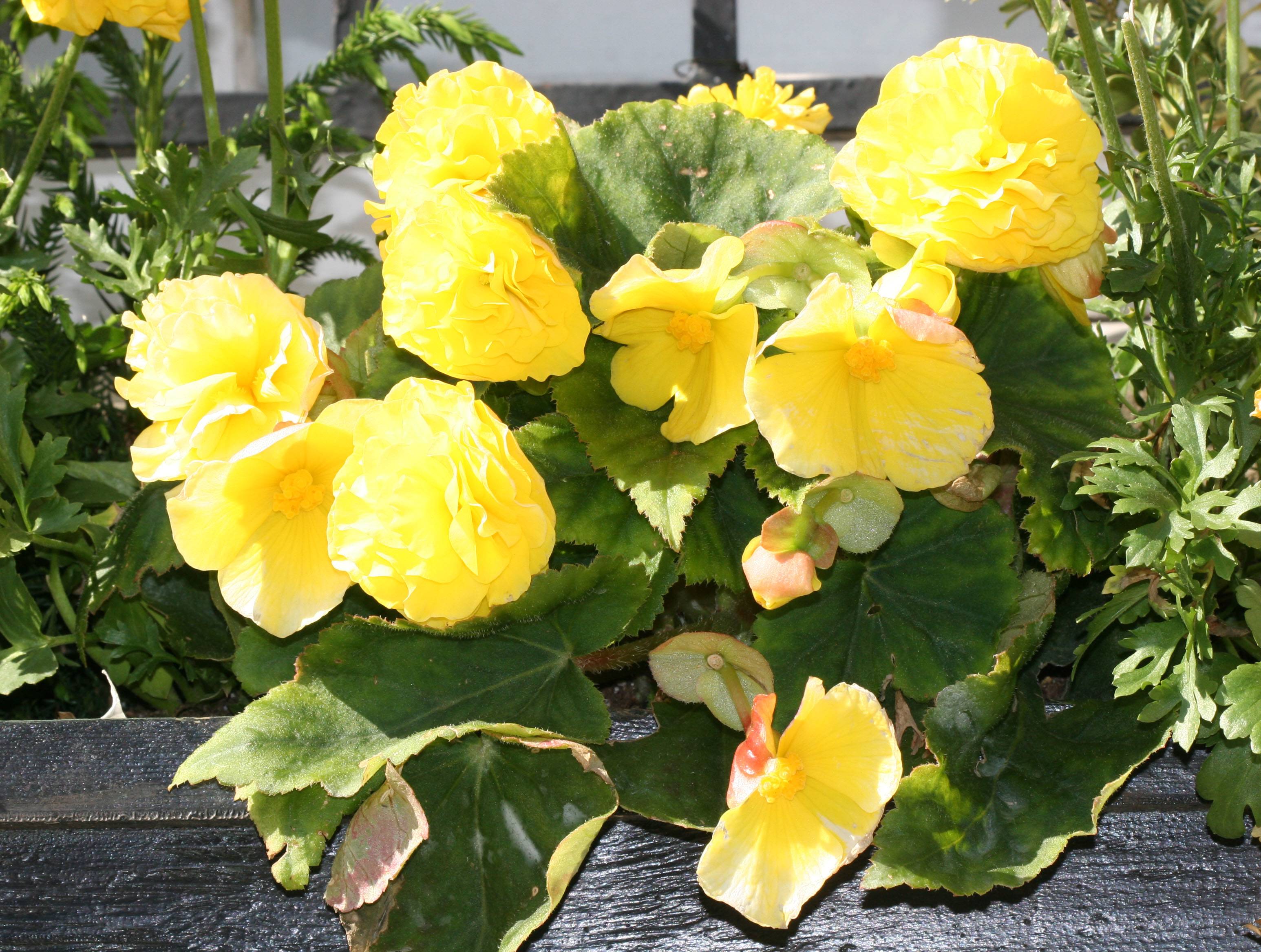 Begonias