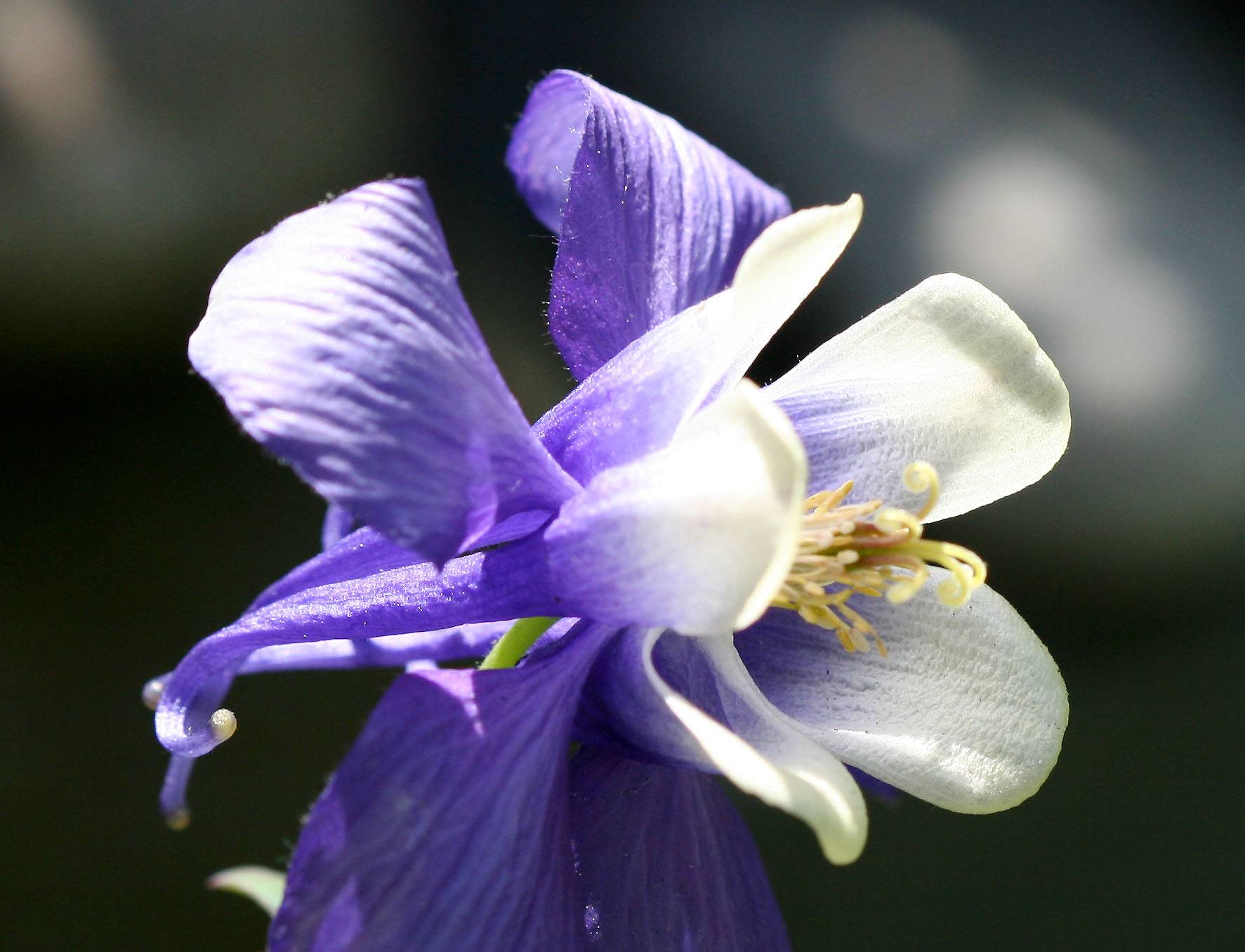 Columbine