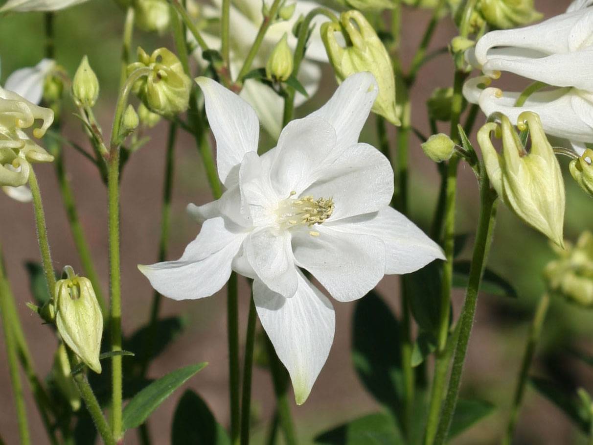 Columbine