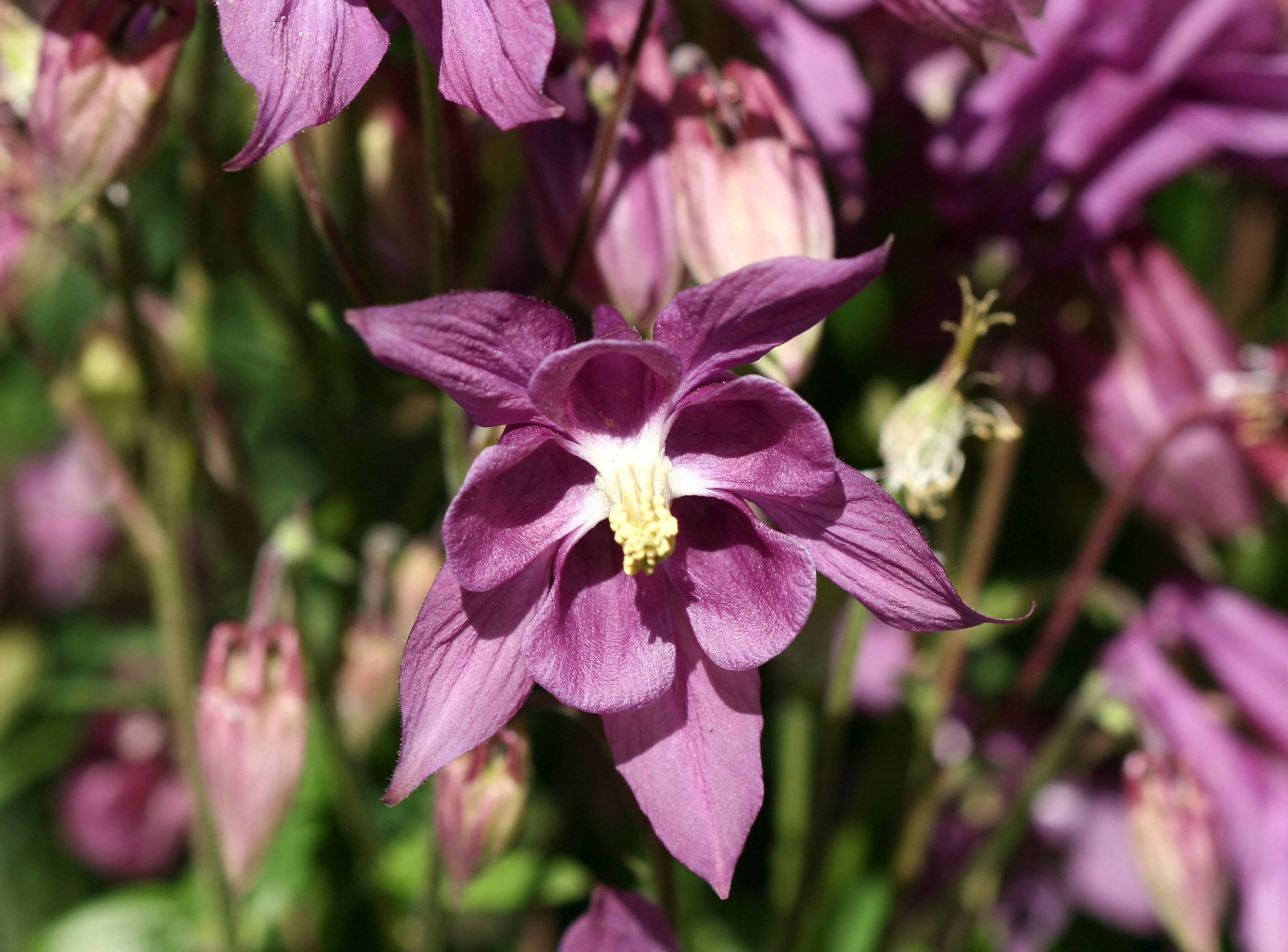 Columbine