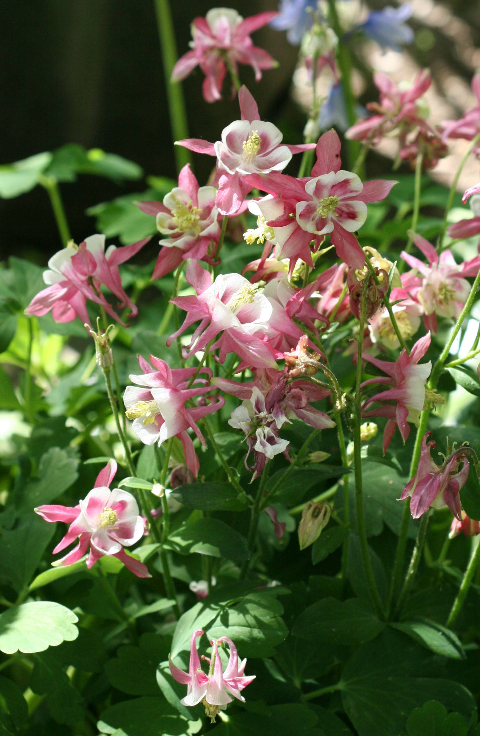 Columbine