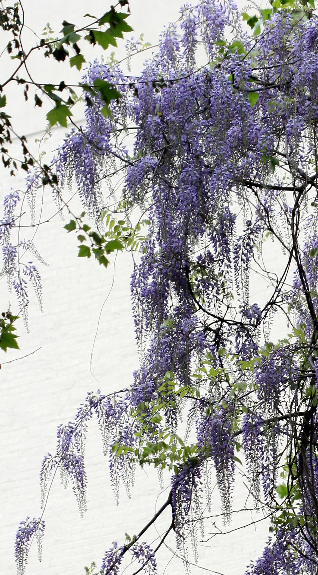 Wisteria