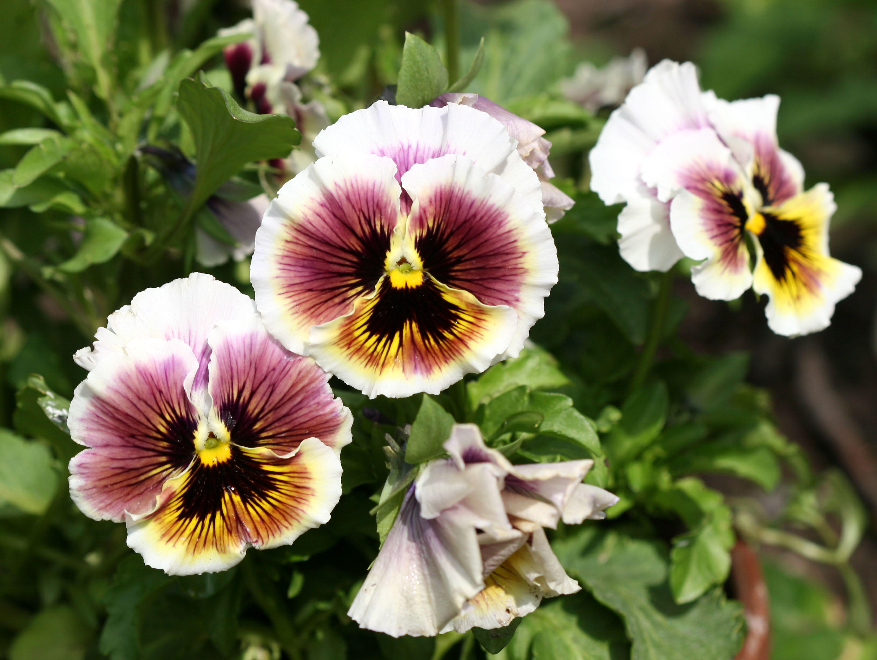 Pansies