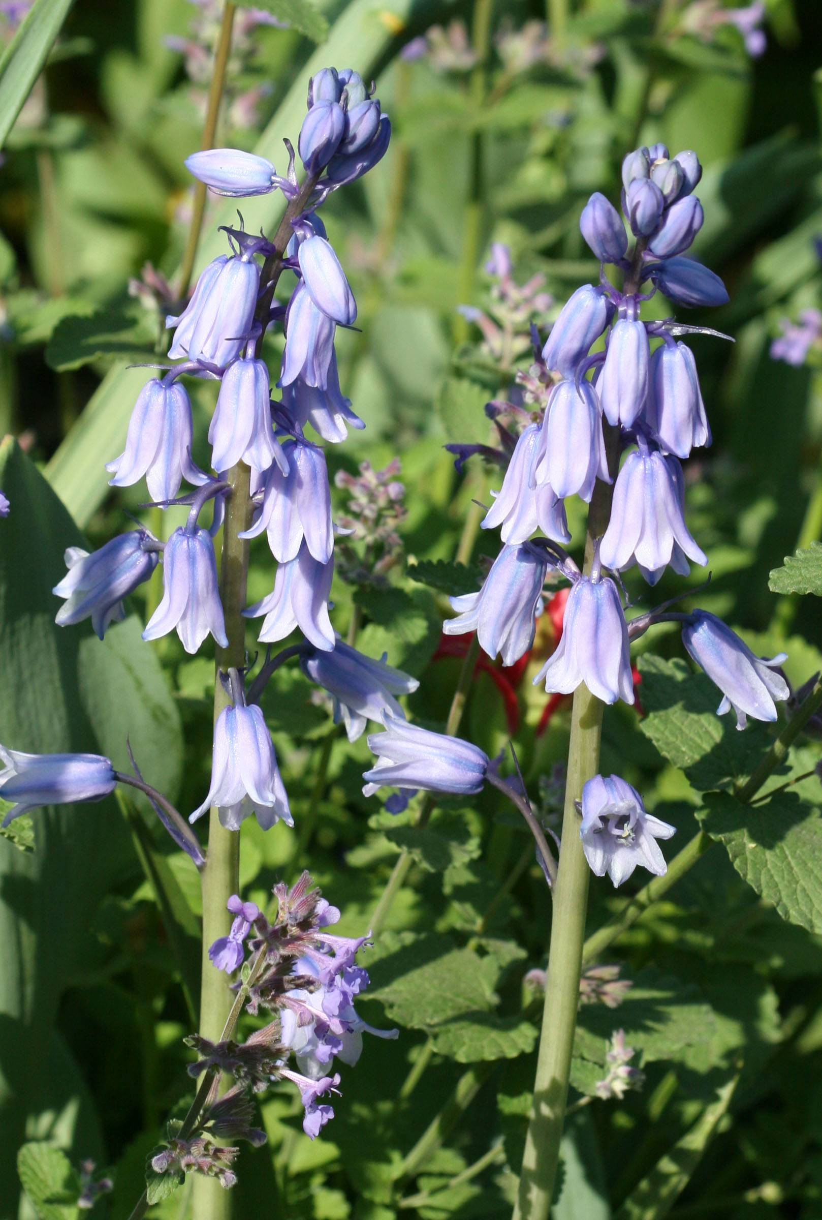 Bluebells & Salvia 