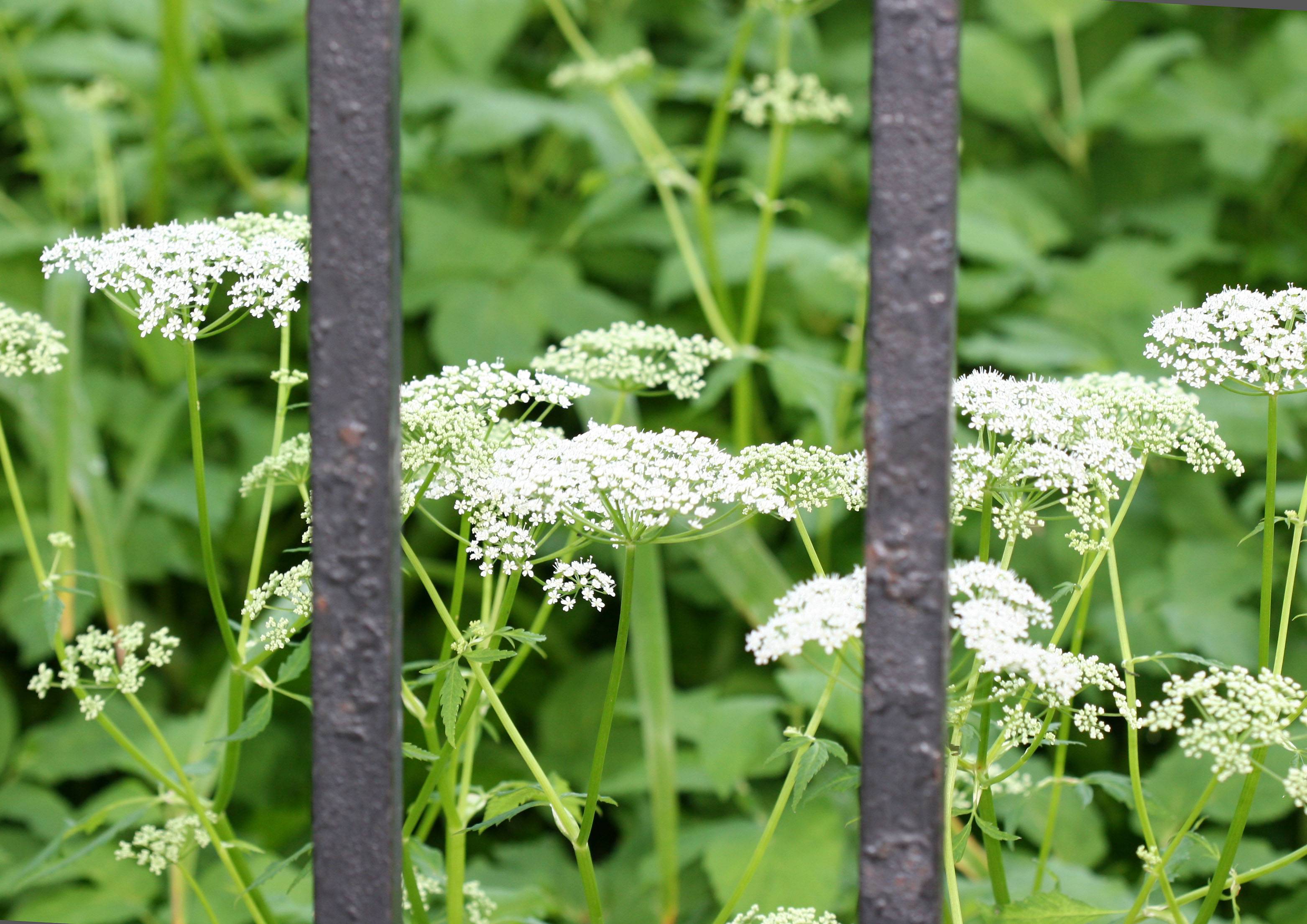 Queen Anns Lace WSP