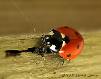 Seven-spot ladybug.JPG