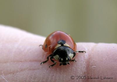 Seven-spot ladybug.jpg