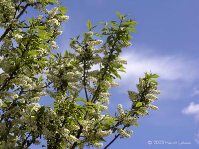 Mayday tree blossoms.jpg