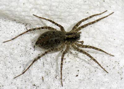 House spider.jpg