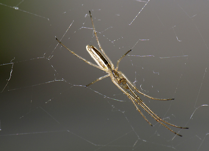Long-jawed orb-weaver.jpg