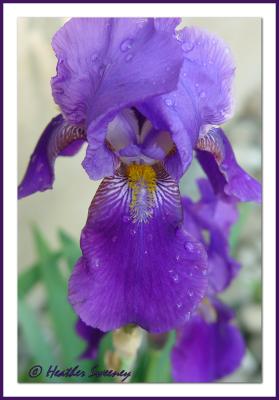 Wild Iris ... Gecek style!