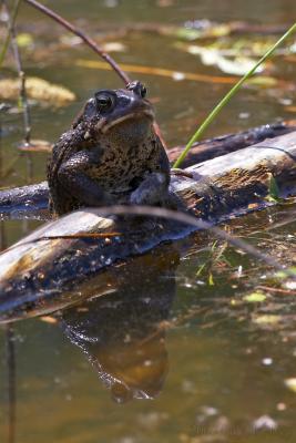 May 20, 2005: Midland Chorus Frog