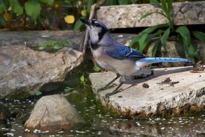 May 23, 2005: Blue Jay