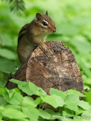 May 26, 2005: Chipmunk Lookout