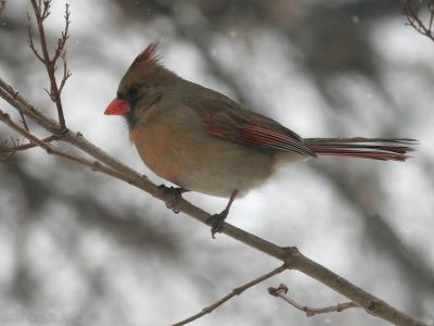 May 29, 2005: Female Northern Cardinal