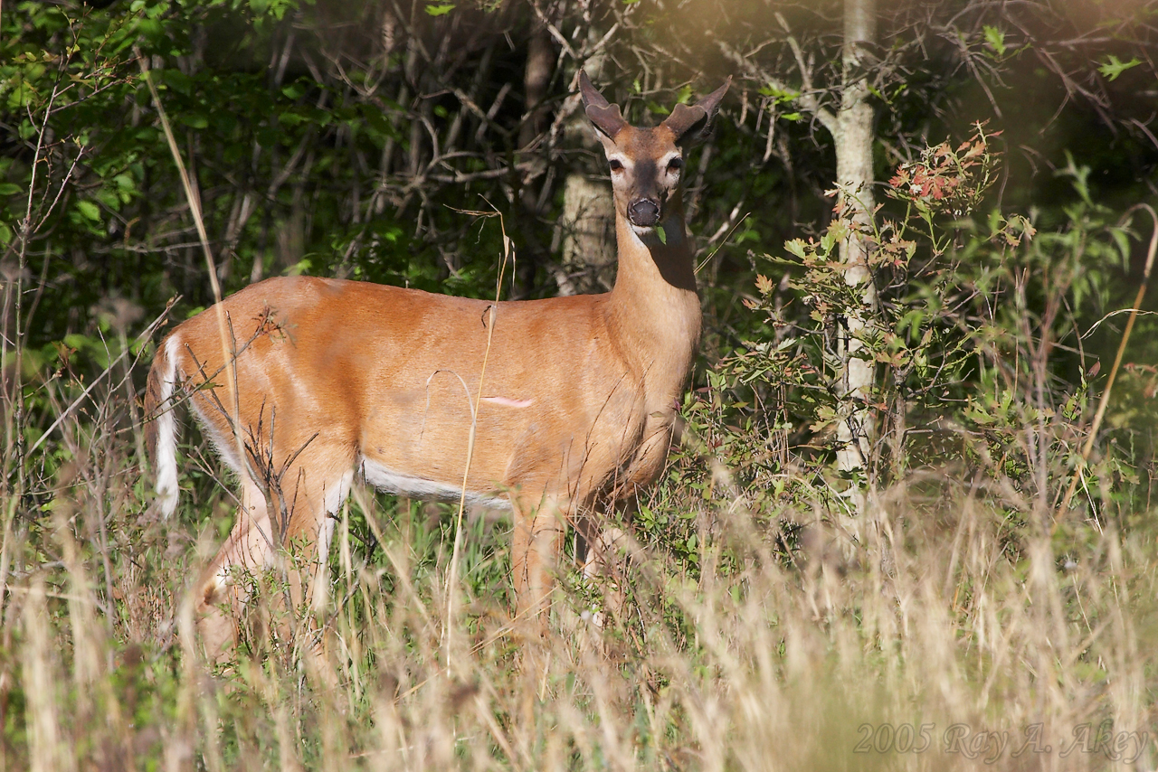 White-tail Deer Buck