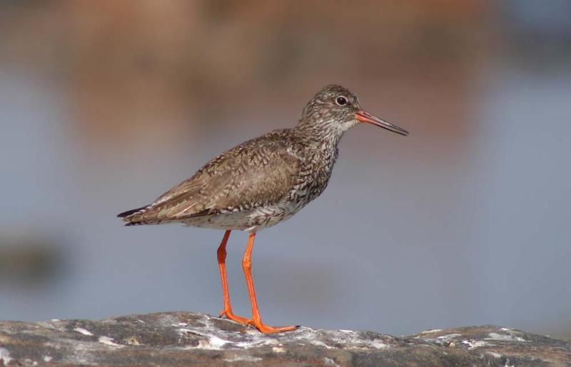 Tringa-totanus.jpg