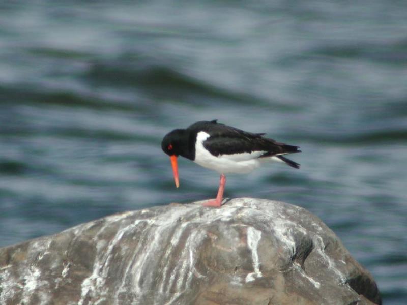 Haematopus-ostralegus.jpg