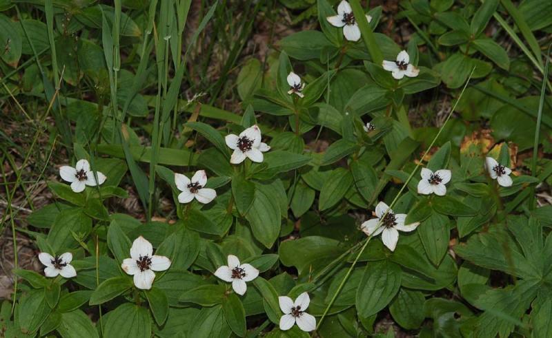 Cornus-suecica.jpg