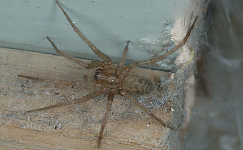 Tegenaria-domestica.jpg