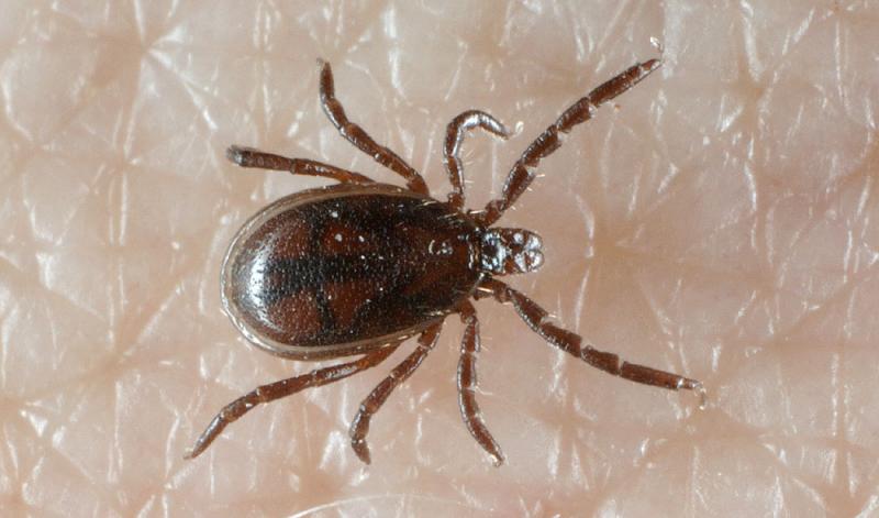 Ixodes-ricinus_male.jpg