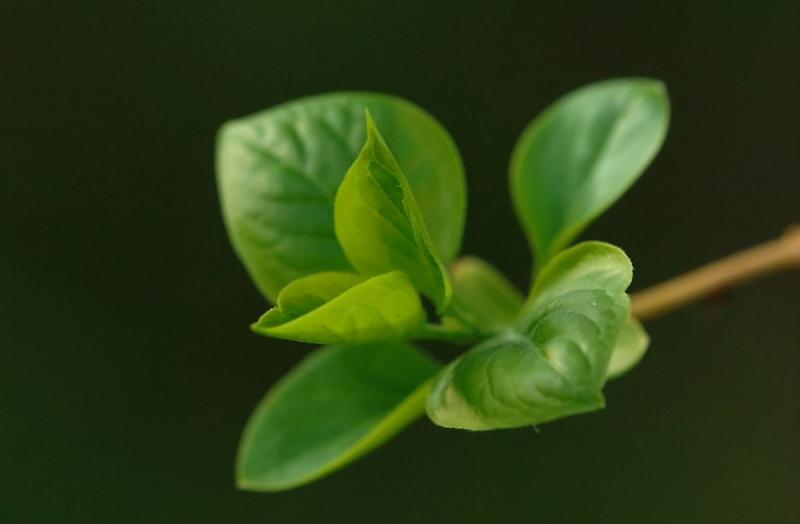 Syringa-vulgaris.jpg